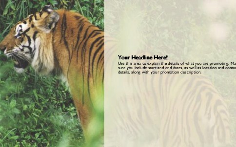 Tiger Close-up Full Colour Oversized Postcards