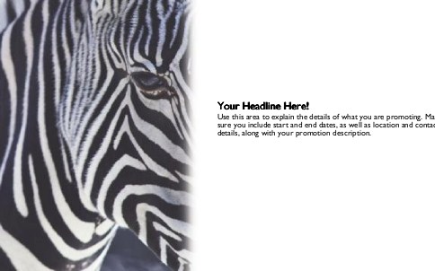 Zebra Close-up Full Colour Oversized Postcards