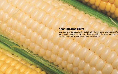 Corn Kernals Full Colour Oversized Postcards