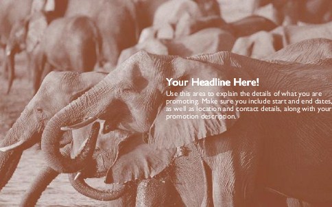 Elephant Herd Full Colour Oversized Postcards