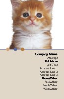 Orange Kitten Full Colour Business Cards