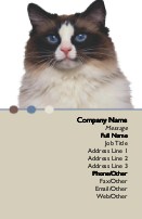 Ragdoll Cat Full Colour Business Cards
