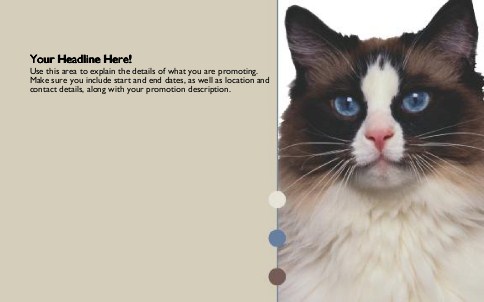 Ragdoll Cat Full Colour Oversized Postcards