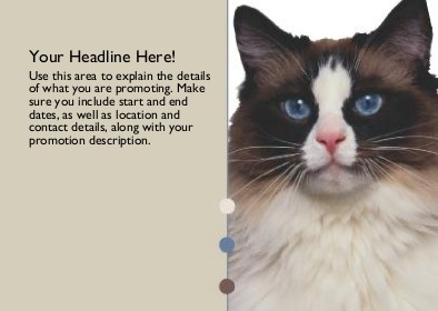 Ragdoll Cat Full Colour Standard Sized Postcards