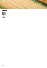 Corn Kernals A4 Recycled Letterhead