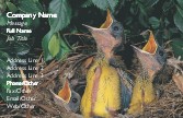Baby Birds Full Colour Business Cards