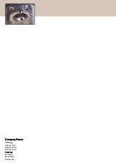 Raccoon in Snow A4 Letterhead