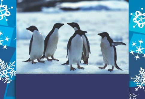 Penguin Greeting Personalised Christmas Cards