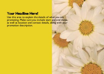 Maizey Daisies Full Colour Standard Sized Postcards