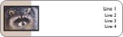 Raccoon in Snow Return Address Labels
