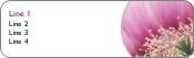 Flower in Focus Return Address Labels