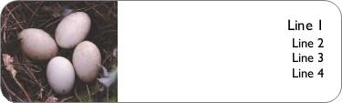 Bird Eggs Return Address Labels