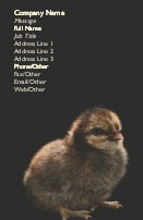 Baby Chick