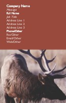 Close-Up of Elk