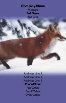 Close-Up of Fox