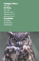 Close-Up of Owl