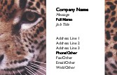 Cheetah's Face Full Colour Business Cards