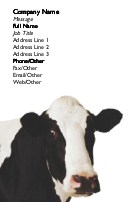 Close-Up of a Cow