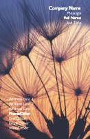 Dandelion Seed in Sun