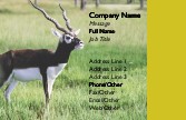 Gazelle in the Wild Full Colour Business Cards