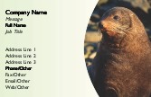 Close-Up of a Seal Full Colour Business Cards