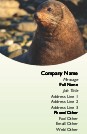 Close-Up of a Seal Full Colour Business Cards