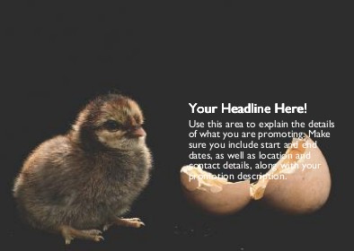 Baby Chick Full Colour Standard Sized Postcards