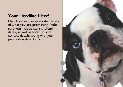 Boston Terrier Full Colour Standard Sized Postcards
