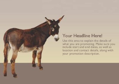Close-Up of a Donkey Full Colour Standard Sized Postcards