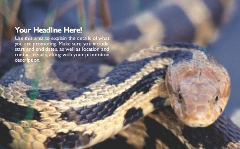 Water Snake Full Colour Oversized Postcards