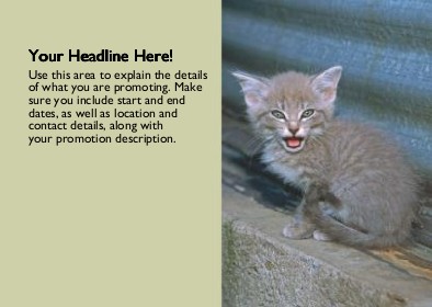 Meowing Kitten Full Colour Standard Sized Postcards