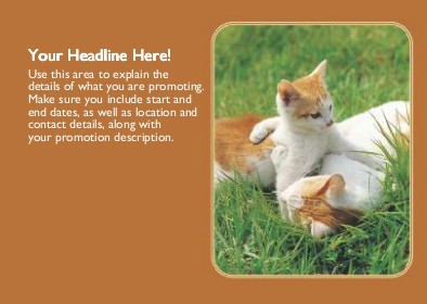 Frolicking Kittens Full Colour Standard Sized Postcards
