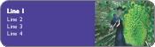 Peacock in its Glory Return Address Labels