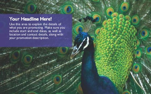 Peacock in its Glory Full Colour Oversized Postcards