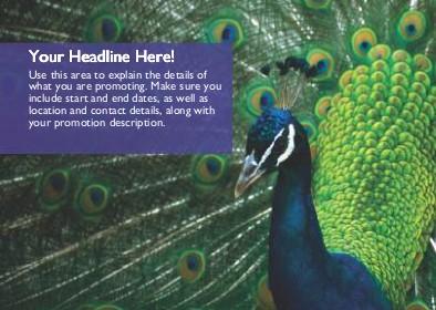Peacock in its Glory Full Colour Standard Sized Postcards
